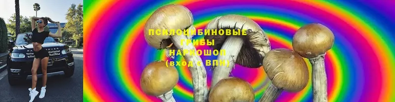 нарко площадка официальный сайт  Пугачёв  Галлюциногенные грибы Cubensis 